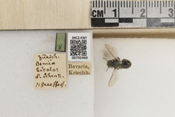 Media type: image;   Entomology 792469 Aspect: Labels